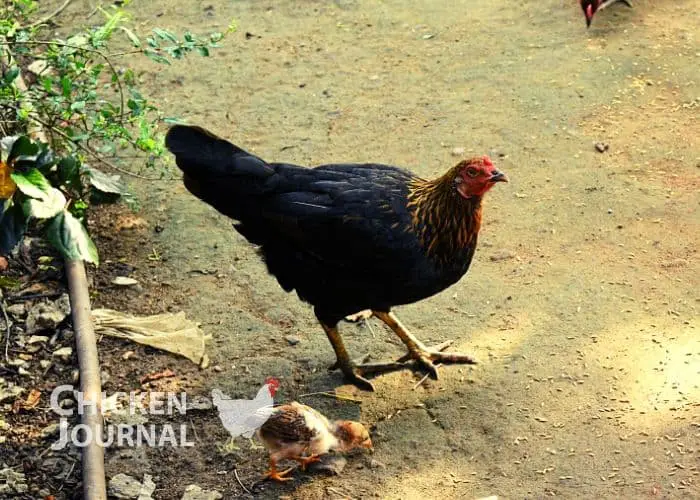 Hen Vs Rooster: What's the Difference? with Pictures