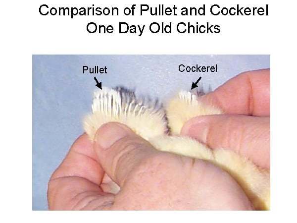 Comparison of pullet and cockerel one day old chicks