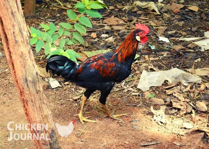 Hen Vs Rooster: What's the Difference? with Pictures