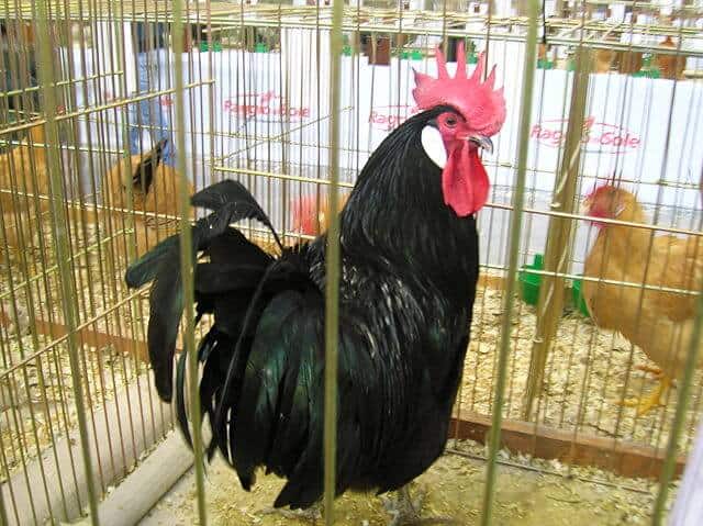 Valdarno black chicken
