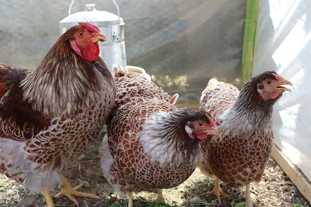 Blue Laced Wyandotte flocks