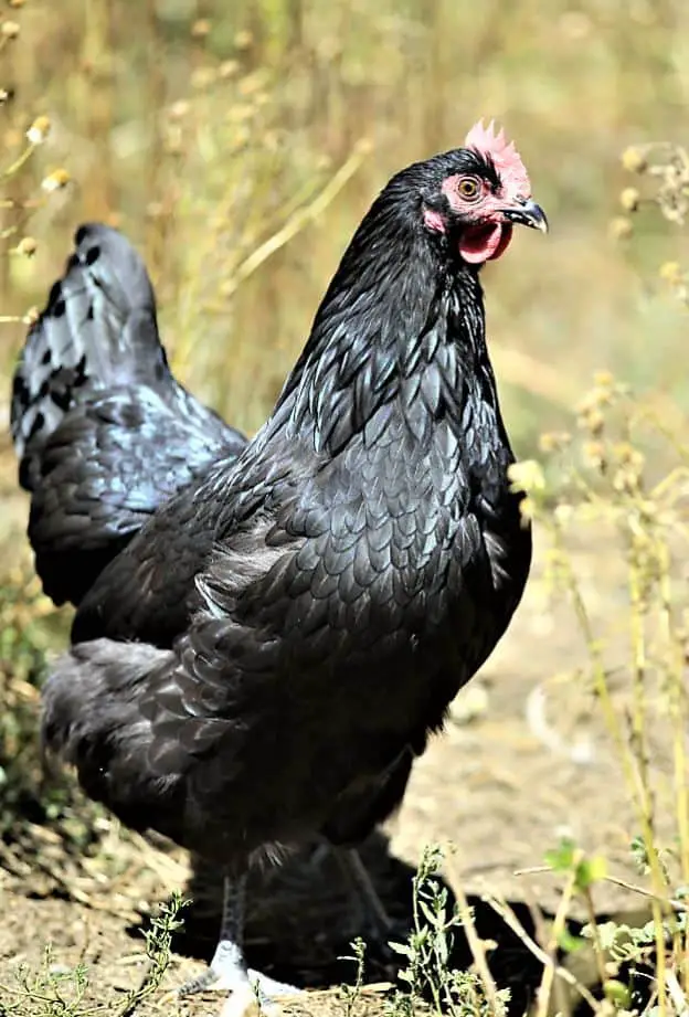 An popular Australian origin friendly chicken