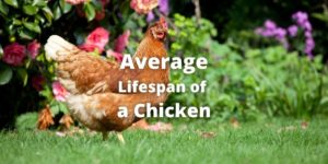 Average Lifespan of a Chicken: How Long Do Chickens Live?