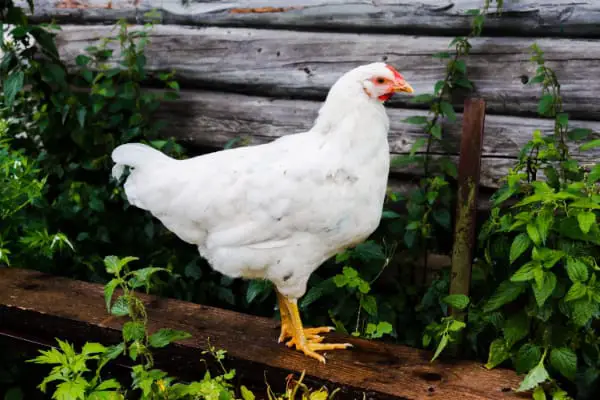 Lfespan of Cornish Rock chickens