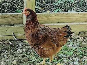 Lfespan of Hy-line Brown chickens