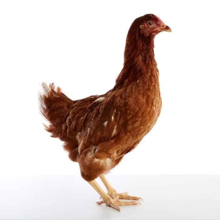 Hybrid Chicken