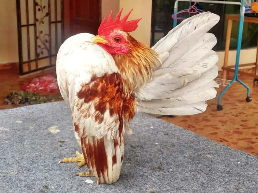 White and Buff Serama Rooster