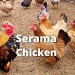 Serama Chicken Breed Guide: Size, Variety, Eggs, Care & Pictures