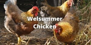 Welsummer Chicken Breed Guide: Size, Eggs, Care & Pictures