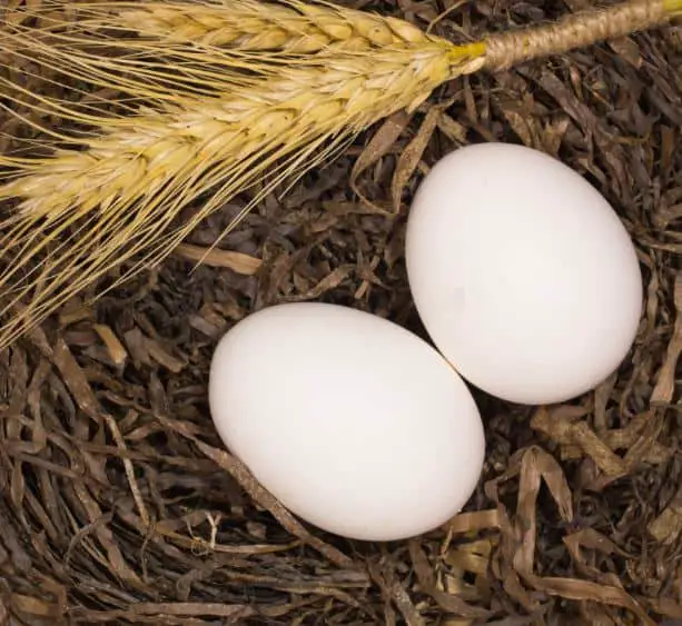 White Leghorn Chicken Eggs