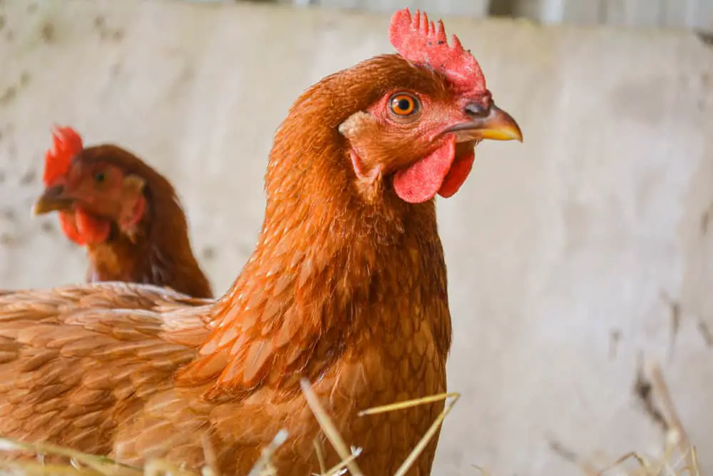 Isa Brown Chicken Breed Guide: Size, Variety, Eggs, Care & Pictures (2022)