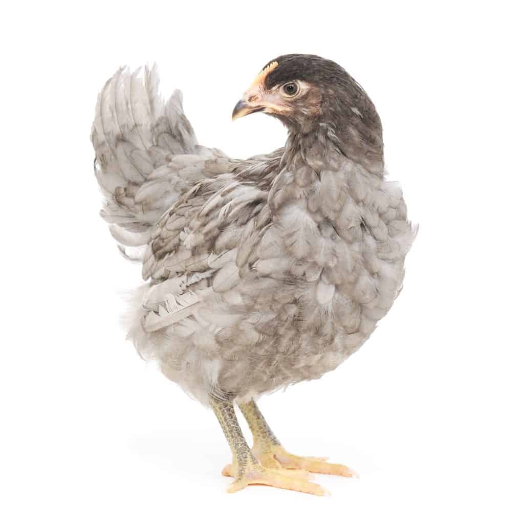 A Grey Pullet Chicken