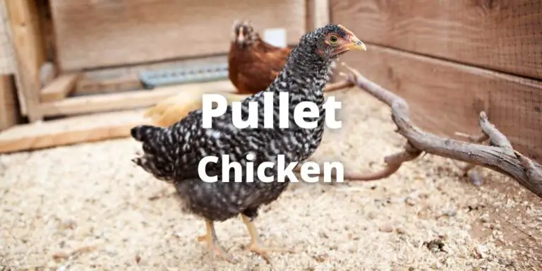What is a Pullet Chicken? Definition, Eggs, Characteristics