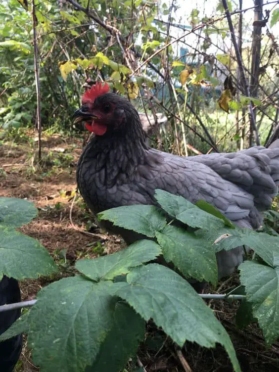 The Sapphire Gem Chicken in Garden