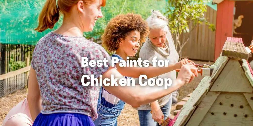 Top 5 Best Paints for Chicken Coop and Barn with Painting Ideas