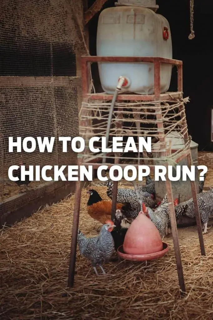 How to Clean Chicken Coop Run