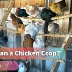 How to Clean a Chicken Coop in 3 Easy Steps?