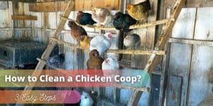 How to Clean a Chicken Coop in 3 Easy Steps?