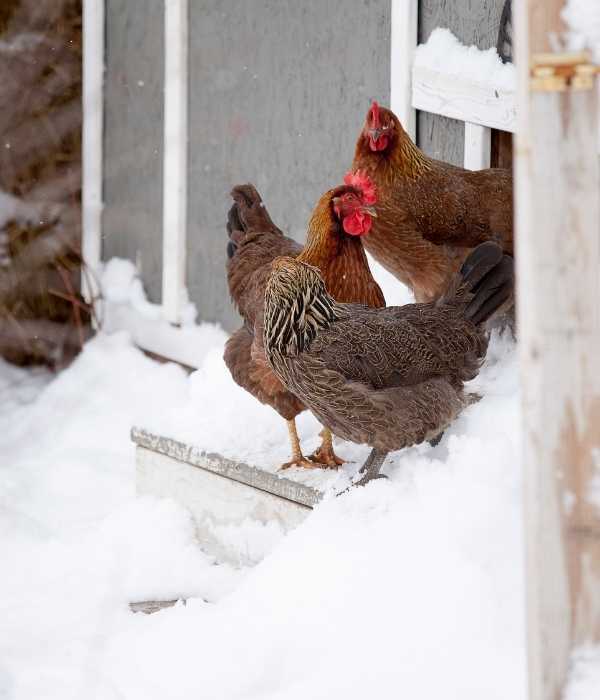 Keep Your Chickens Away From the Snow