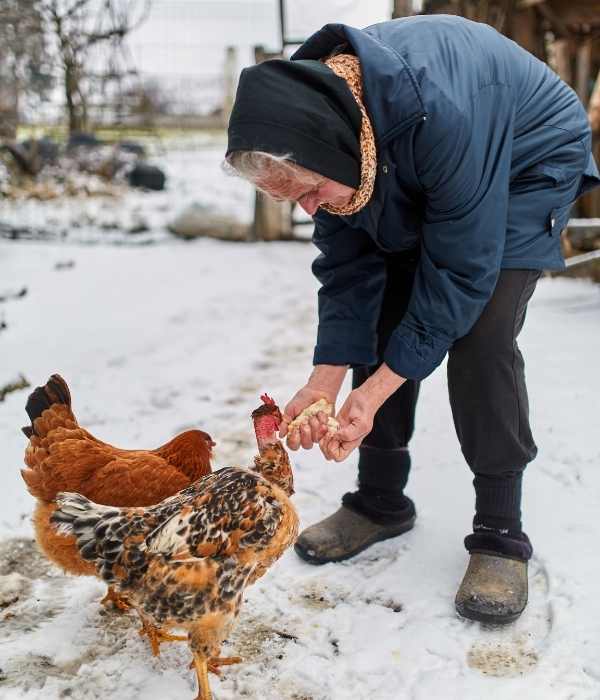 Right Food Choice for Your Coop in Winter Icy Wind