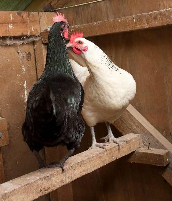 build perch and roost to keep your chicken body warm in cold temperatures