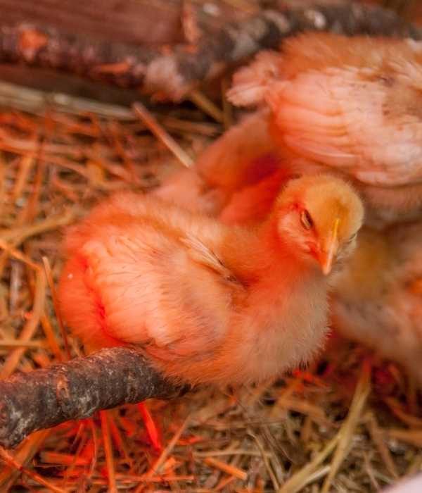 a baby chicks sleeping in brooding  light, heat lamp 