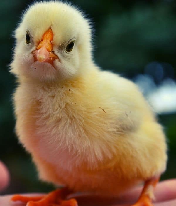 Things to Consider Before Buying Baby Chicks