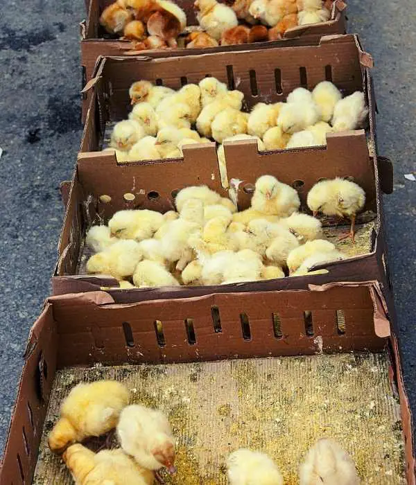 baby chicks packing from hatchery