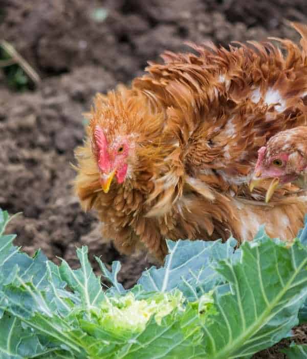 Hanging a Cabbage Head Can Add a Play Toy Option for Your Coop