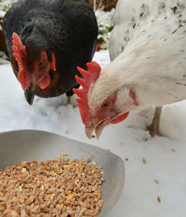 Feed Your Chicken With Corn in the Evening Time
