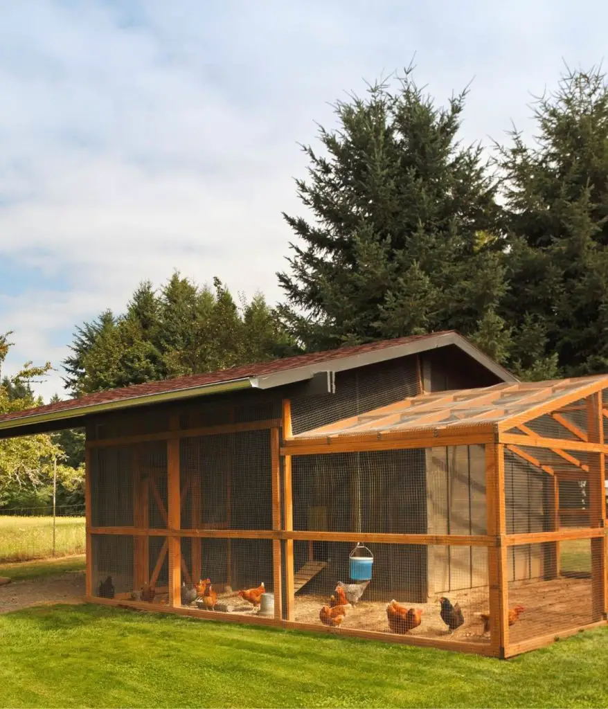 What Are the Benefits of Cleaning Chicken Coop