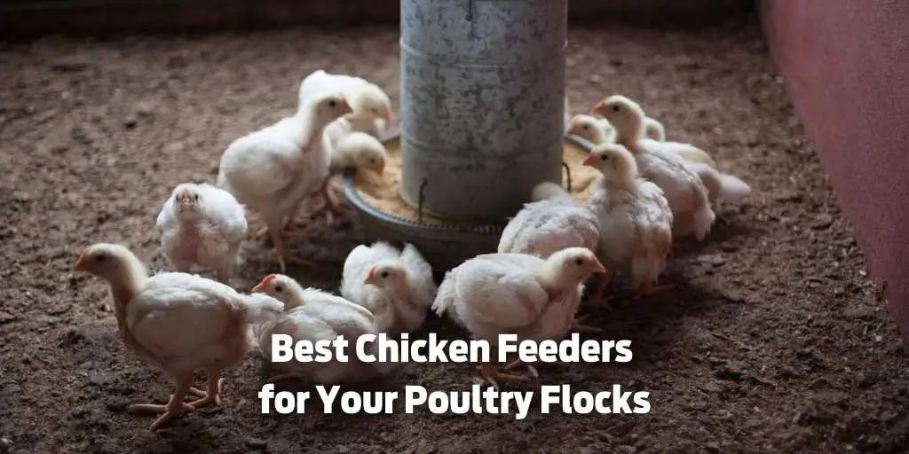 Top 11 Best Chicken Feeders: Automatic, Hanging, Cover, Metal