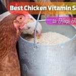 Top 9 Best Chicken Vitamins & Supplements: Keep Flocks Healthy