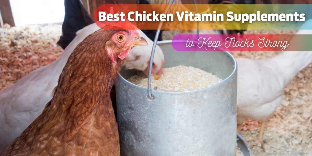 Top 7 Best Chicken Vitamin Supplements to Keep Flocks Strong