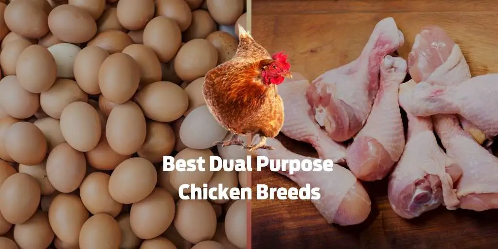 Best Dual Purpose Chicken Breeds