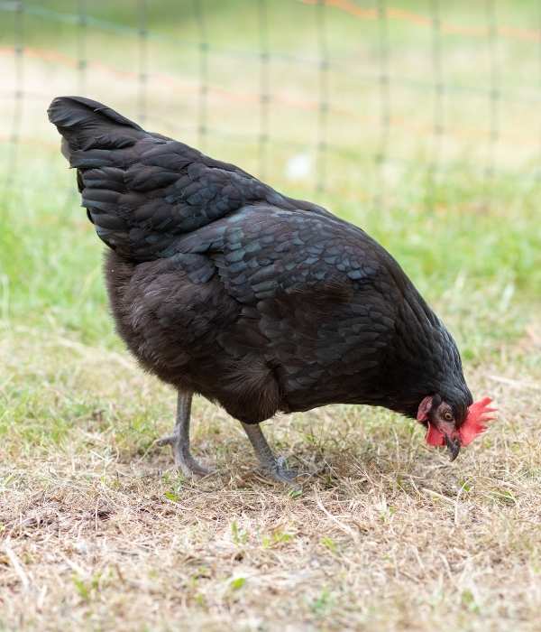 Australorp hens are one of the most popular brown egg layers