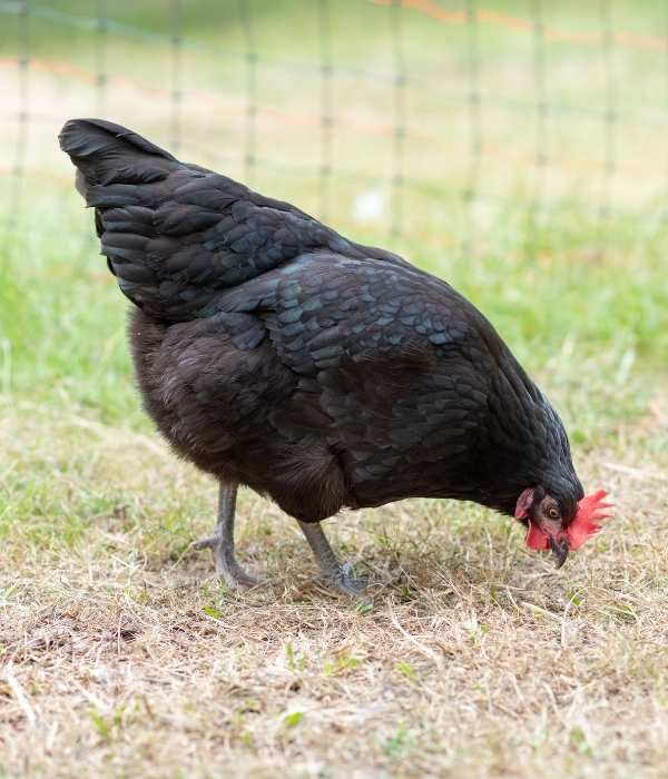 Australorp Chickens