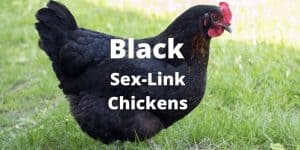 Black Sex-Link Chickens (Complete Breed Guide with Images)
