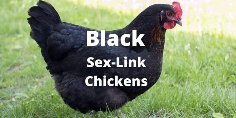 Black Sex-Link Chickens (Complete Breed Guide with Images)