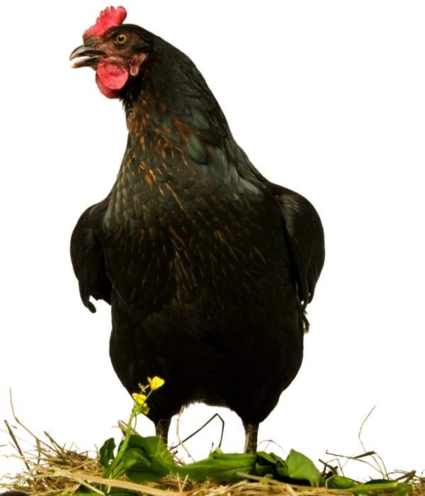 General Information About Black Sex-Link Chickens