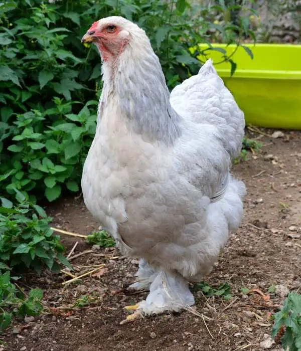 Brahma chicken with feathered feet