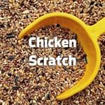 Chicken Scratch Feed: All You Need To Know Before Feeding