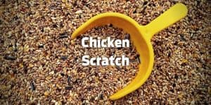 Chicken Scratch: Benefits with Homemade Feed Ingredients