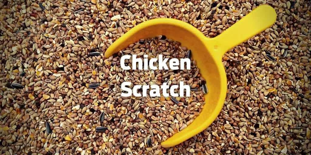 Chicken Scratch Feed: All You Need To Know Before Feeding