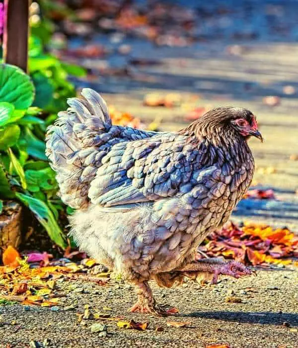 cochin chicken