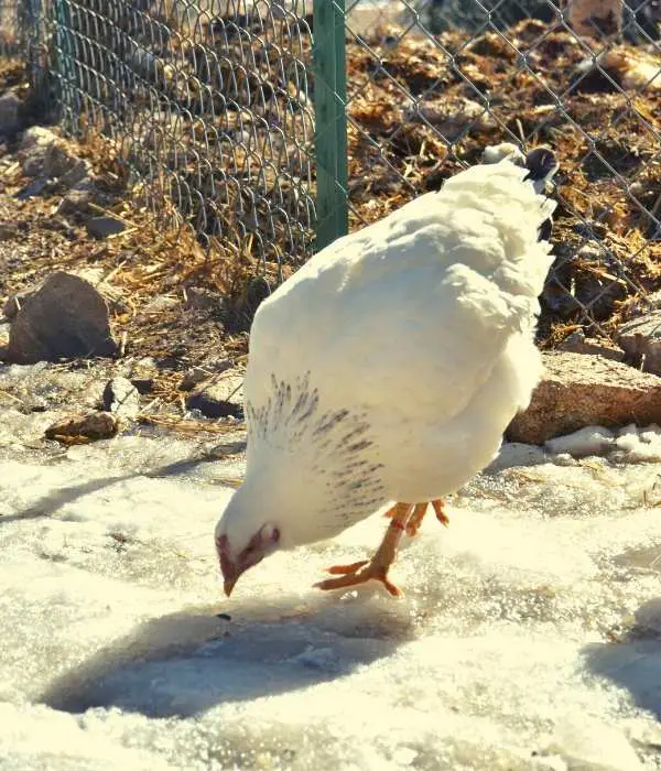 delaware hen on snow cold weather