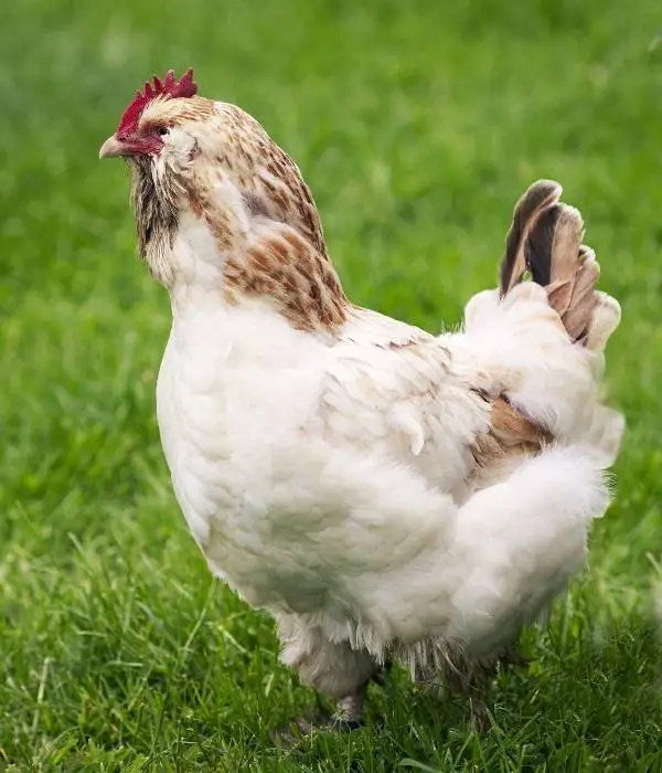 Faverolle chicken standing, Dual purpose chicken breed