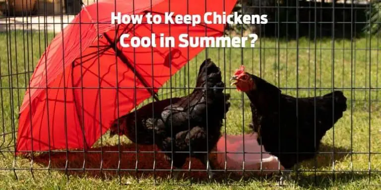 How to Keep Chickens Cool in Summer