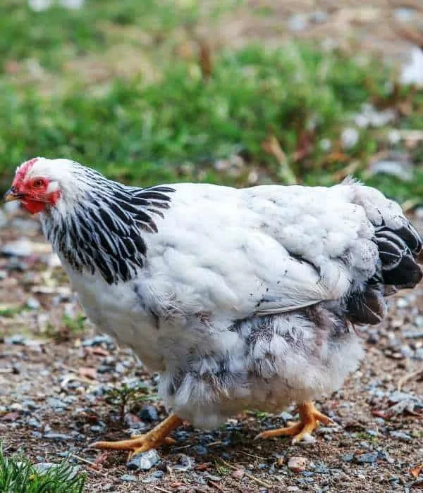Top 11 French Chicken Breeds (With Pictures) 11 Light Sussex hens