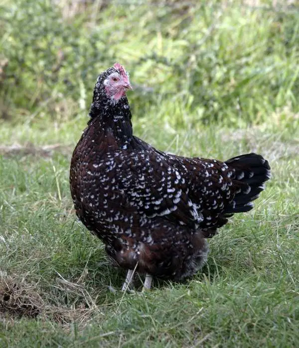 The Speckled Sussex Hen Photo